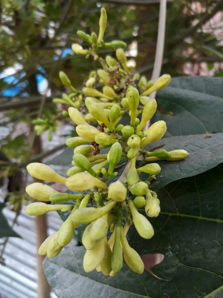 review samsung j7 prime